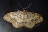 Idaea libycata