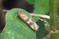 Nomophila noctuella