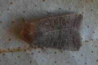 Hoplodrina