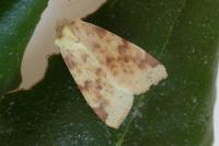 Cirrhia icteritia