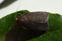 Amphipyra livida