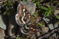 Pyrausta purpuralis