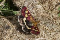 Pyrausta purpuralis