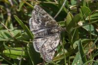 Metaxmeste phrygialis