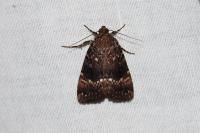 Amphipyra pyramidea