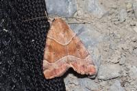 Cosmia trapezina