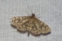 Anania stachydalis