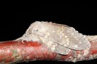 Stauropus fagi