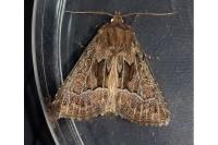 Thalpophila matura
