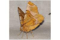 Selenia lunularia