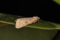 Stilbia philopalis