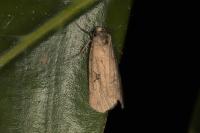 Stilbia philopalis