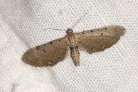 Eupithecia absinthiata