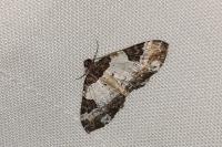 Melanthia procellata