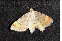 Macaria liturata