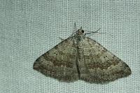 Scotopteryx bipunctaria