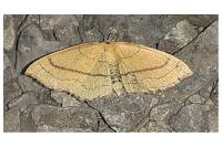 Cyclophora linearia