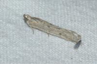 Homoeosoma nebulellum