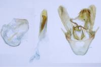 Homoeosoma nebulellum