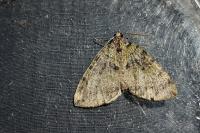 Hydriomena furcata