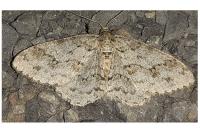 Ectropis crepuscularia