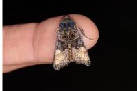 Euplexia lucipara