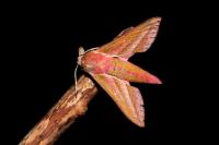 Deilephila elpenor
