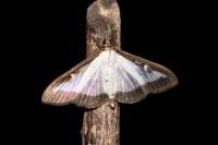 Cydalima perspectalis
