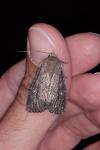 Apamea lateritia
