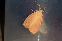 Miltochrista miniata