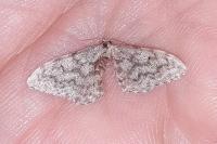 Idaea alyssumata
