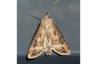 Agrotis ipsilon