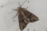 Apamea monoglypha monoglypha