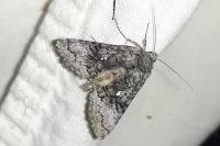 Syngrapha interrogationis pyrenaica