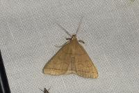 Herminia tarsipennalis