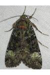 Anaplectoides prasinus