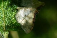 Idaea fuscovenosa