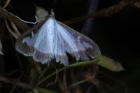 Cydalima perspectalis