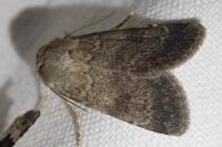 Standfussiana lucernea cataleuca
