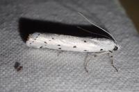 Myelois circumvoluta
