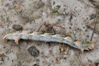 Cyclophora punctaria