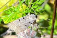 Eugnorisma glareosa