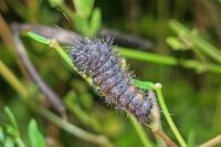 Acronicta auricoma