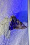 Autographa gamma