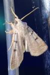Eugnorisma glareosa