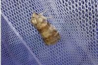 Cymatophorina diluta