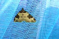 Xanthorhoe fluctuata