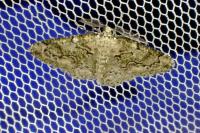 Cleorodes lichenaria