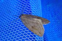 Pachycnemia hippocastanaria hippocastanaria