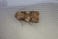 Agrotis puta